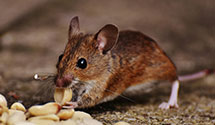 Find Exterminators in Teller County